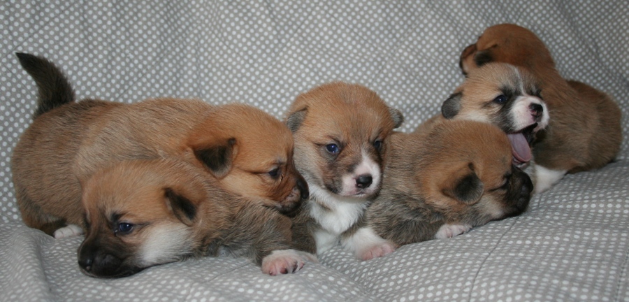 Puppies